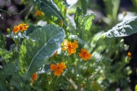 Kale 'Nero di Toscana' et Tagetes tenuifolia Orange Gem