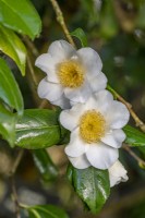 Camellia x williamsii 'Francis Hanger' floraison au printemps - mars