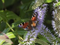 Papillon paon - Aglais io sur fleur d'hébé en été