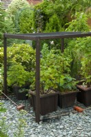 Petite cage sur des arbustes fruitiers cultivés en pot et des plantes y compris Ribes rubrum, Ribes nigrum et Fragaria - Open Gardens Day, Stowupland, Suffolk