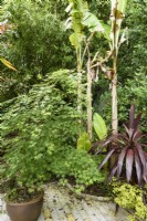 Plantes à feuillage dont un acer et un bananier, Musa basjoo, en mai