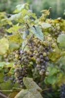Uncinula necator - Oïdium sur Vigne 'Chasselas dore'