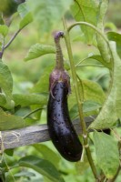 Solanum melongena 'Baluroi' F1 - Aubergine