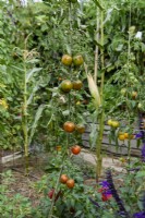 Solanum lycopersicum - Tomate 'Chocoprevia' F1 syn. 'Nerondo' grandit une ficelle
