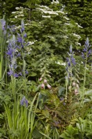 Viburnum 'Kilimanjaro', Camassia caerulea et digitalis dans un parterre d'été en mai.