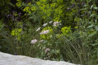 Parterre de fleurs d'été avec Euphorbia, Pimpinella major 'Rosea' et graminées ornementales.