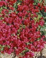 Bougainvillea Barbara Karst, été juin