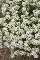 Lobularia maritima - Alysse 'Tapis de neige'