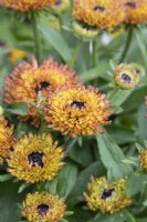 Rudbeckia 'Enchanted Nightfall' - Échinacée