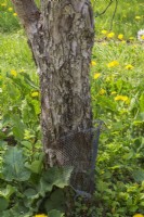 Malus domestica - Tronc de pommier enveloppé de treillis métallique pour se protéger contre les dommages causés par les rongeurs dans le verger.