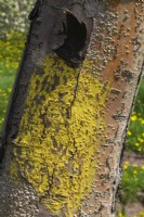 Malus domestica - Tronc de pommier avec callosités peintes en jaune autour du bord de la plaie où une branche a été sciée.
