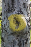 Malus domestica - Tronc de pommier avec callosités peintes en jaune autour du bord de la plaie où une branche a été sciée.