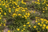 Taraxacum officinale - Fleurs de pissenlit au printemps.