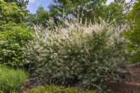 Salix integra 'Hakuro Nishiki' - Arbuste de saule dans un parterre de fleurs mixte au printemps.