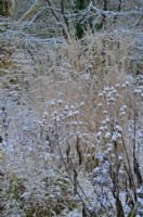 Dipsacus inermis et Calamagrostis Karl Foerster - avec de la neige
