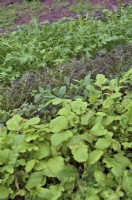 Salades d'hiver semées en octobre d'avant en arrière Radis Raphanus sativus 'China Rose', Brassica oleracea - Sprouting Kale, Mizuna Red Streaked et Green Mizuna - Brassica rapa var. niposinica cultivé sous abri