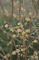 Chimonanthus praecox - Wintersweet début janvier