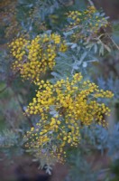 Acacia baileyana 'Purpurea' - l'acacia Cootamundra début mars au Royaume-Uni