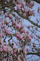 Magnolia x veitchii 'Peter Veitch'