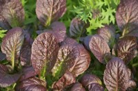 Moutarde Red Lion - Brassica oleracea - Groupe Botrytis - 'Red Lion'