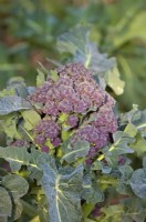 Brassica oleracea - Groupe Italica 'Red Admiral' - Brocolli à germination pourpre en février - fin d'hiver