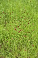 Onobrychis viciifolia - Sainfoin dans une pelouse nouvellement établie