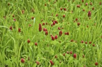 Onobrychis viciifolia - Sainfoin dans une pelouse nouvellement établie