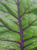 Brassica 'Redcap' - Feuille de chou Juillet Été