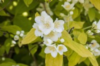 Philadelphus coronarius 'Aureus' - seringat - mai