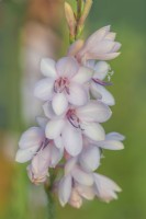 Floraison des semis de Watsonia pillansii en été - août