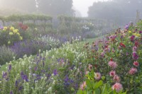 Afficher le long de doubles parterres de Dahlias mixtes et Salvia horminum floraison dans un jardin de campagne en été - août