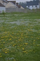 Pissenlits - Taraxacum officinale et marguerites - Bellis perennis dans un habitat d'herbe fauchée de banlieue en avril