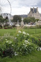 Paris France Jardin des Jardins des Tuileries dans le centre-ville. Parterres de fleurs comprenant Cleome spinosa 'Helen Campbell', fleur d'araignée, Salvia Farincena 'Victoria Blue' et Dahlia 'Romeo'