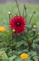 Dahlia 'Pygmée Rouge'