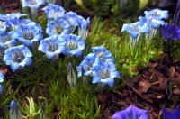 Gentiana 'Iona', 'Gentiane d'automne', fleurs bleu ciel, plante compacte. Octobre