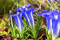 Gentiana 'The Caley'. Grandes fleurs bleues en forme de trompette avec des marques blanches. Octobre