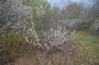 Les fourrés denses de Prunellier - Prunus spinosa sont des habitats de nidification parfaits pour les Rossignols - Luscinia megarhynchos. Dorset, Royaume-Uni