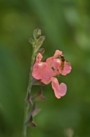 Salvia Saumon Dance avec Marmelade Syrphe - Episyrphus balteatus