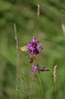 Betony - Stachys officinalis avec Thymelicus sylvestris petits papillons Skipper