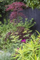 Acer palmatum 'Garnet' dans un parterre de fleurs dans une clôture noire
