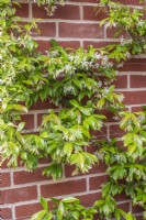 Trachelosperum jasminoides sur mur de briques de la cour