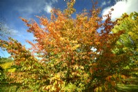 Parrotia persica - Bois de fer persan en automne. Octobre