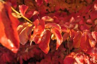 Parrotia persica, bois de fer de Perse, septembre, octobre