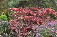 Parrotia persica - Bois de fer persan en automne. Octobre
