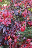 Parrotia persica - Bois de fer persan en automne. Octobre