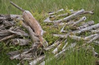 Un tas de Salix - billes de saule empilés pour fournir un habitat et pourrir lentement commence à repousser