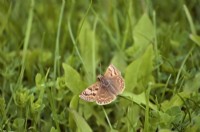 Dingy Skipper papillon - Erynnis tages sur les prairies riches en espèces