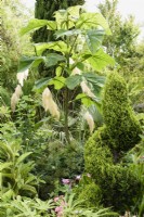 Parterre de plantes à feuillage architectural dans un jardin de juillet comprenant du Paulownia tomentosa, des palmiers et un conifère taillé.