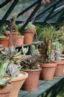 Pots de cactées et succulentes en mise en scène sous serre en juillet