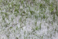 Libéré par le vent Taraxacum officinale - Graines de pissenlit accumulées sur la pelouse au printemps.
